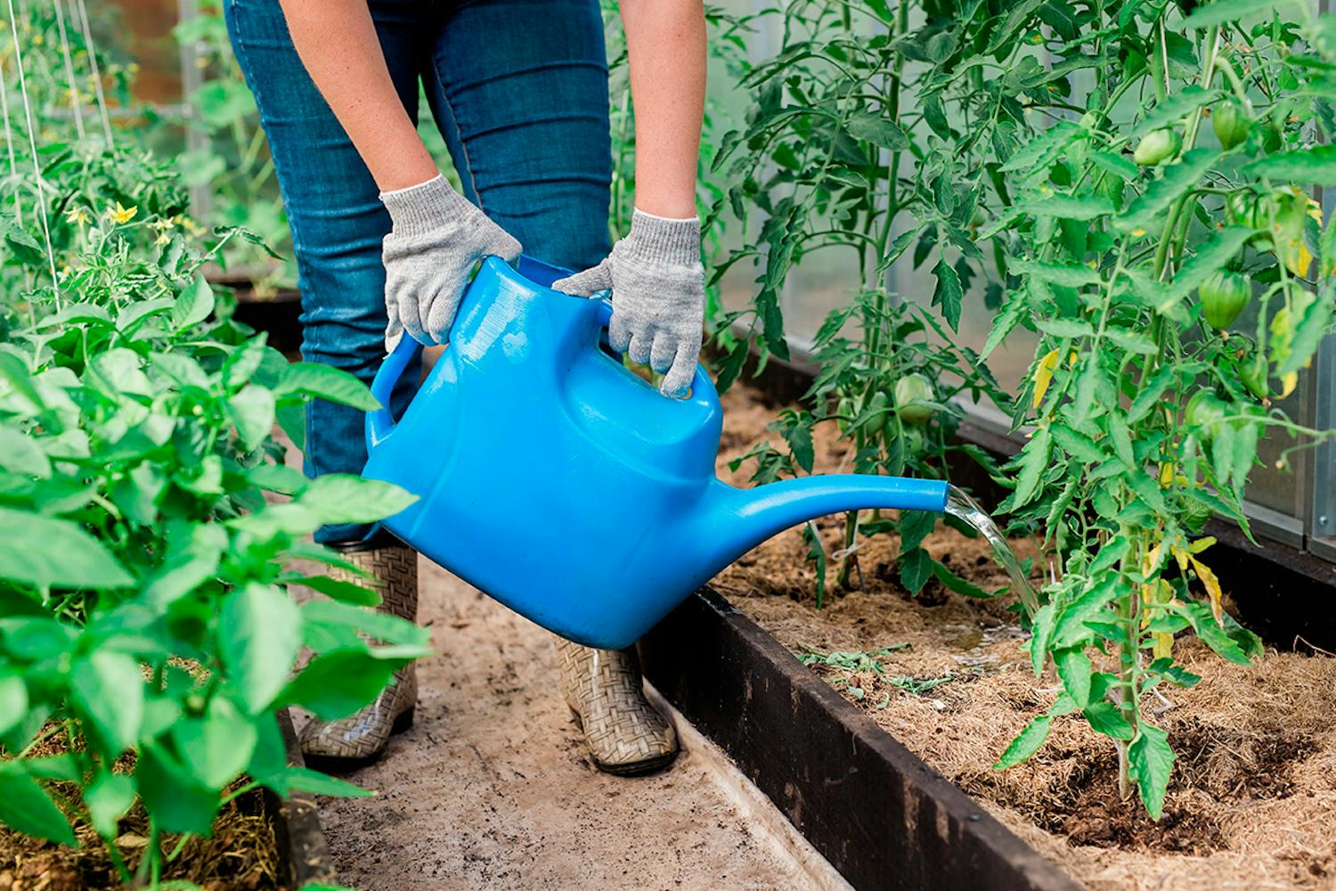 Kasvien viljely kasvihuoneessa Kasvien hoitaminen kasvihuoneessa keväällä